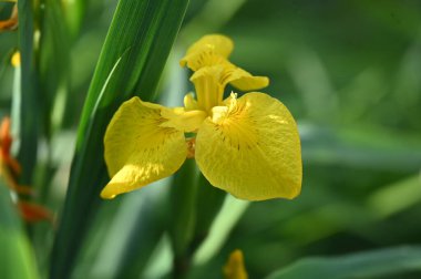 Vadi çiçeğinin sarı zambağı