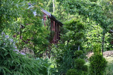 Bahçedeki yeşil çalılar