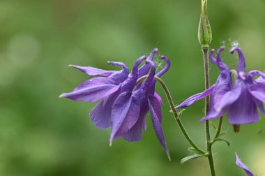 güzel çiçeklerin yakın görünümü