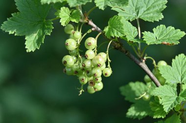 olgun yeşil frenk üzümü