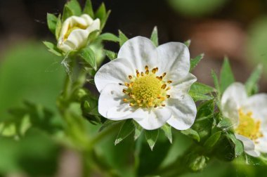 Bahçedeki güzel çiçekler