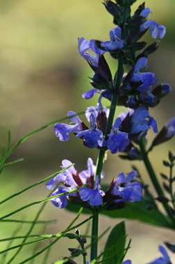 Bahçedeki güzel çiçekler