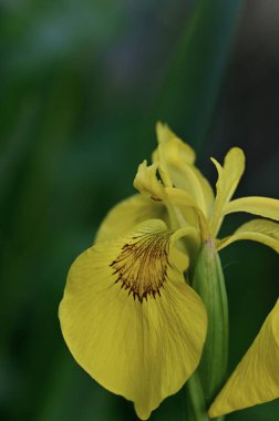 Bahçedeki güzel sarı süsen çiçeği