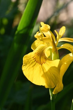 Bahçedeki sarı zambak çiçeği