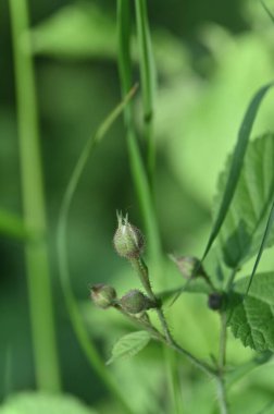 bir bitkinin yeşil yaprakları