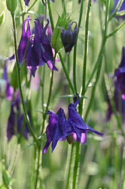 Bahçedeki güzel çiçekler