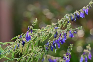 Güzel botanik fotoğrafı, doğal duvar kağıdı.