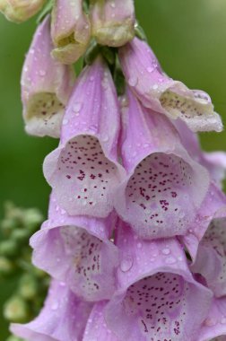 Bahçedeki güzel pembe çiçek