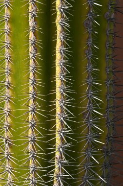 Dikenli kaktüs manzarası