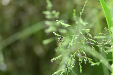 kırmızı yusufçuk çimlerin üzerinde