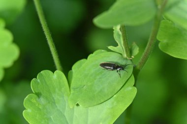 Bahçede yeşil yapraklar