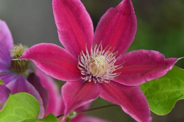 Güzel botanik fotoğrafı, doğal duvar kağıdı.
