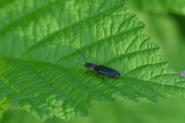 Yaprağın üzerinde kara böcek