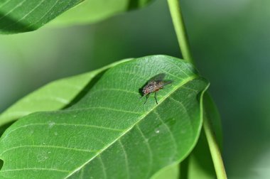 Doğada yeşil yaprak, bitki örtüsü