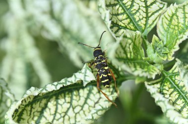 Yeşil ve sarı bir çiçeğe yaklaş