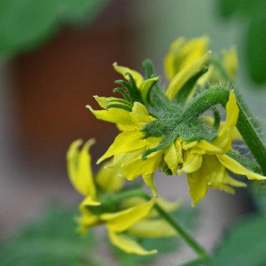 Bahçede açan sarı çiçeklerin yakın görüntüsü