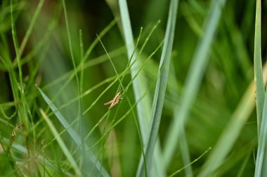 Çiy damlalı çimenler