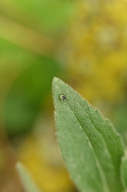 Doğadaki böceğin yakın görüntüsü