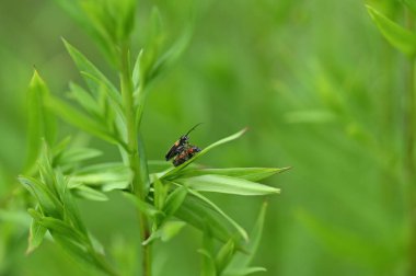kapalı - böcek, seçici odak