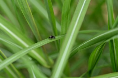 Bahçesinde yaprak olan örümceğin yakın çekimi.