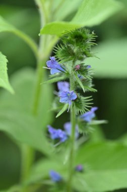 Bahçedeki güzel çiçekler