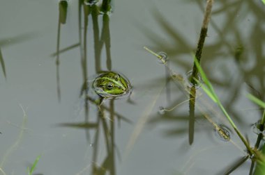Yeşil çimlerde su damlası, doğa arka planı.