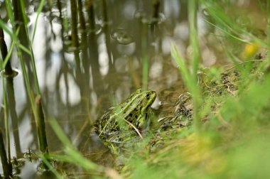 Ormanda yeşil yapraklar
