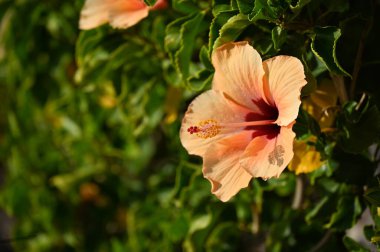 Bahçedeki güzel çiçekler