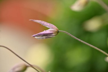 Güzel botanik fotoğrafı, doğal duvar kağıdı.
