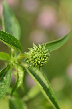 Güzel botanik fotoğrafı, doğal duvar kağıdı.