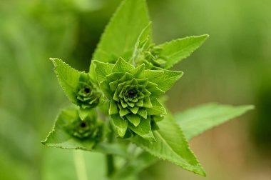 Güzel yeşil çiçekleri kapatın.