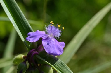 Güneşli yaz gününde bahçede yetişen güzel çiçekler.