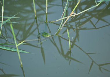 Suda yeşil yusufçuk