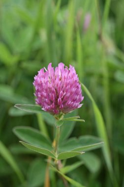 Bahçedeki pembe çiçek