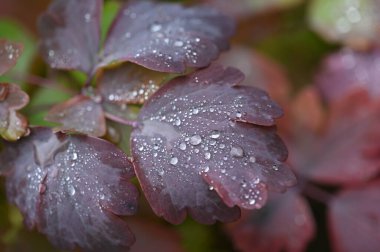 Çimenlere su damlıyor.