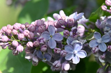 Bahçedeki güzel çiçekler