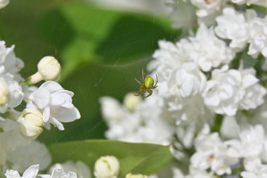 Beyaz bir çiçek üzerinde Spider