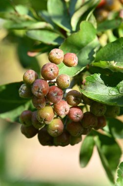 Ağaçtaki yeşil dutlara yaklaş