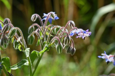 Bahçedeki güzel çiçeğe yakın.