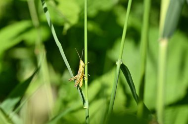 Çimlerin üzerinde küçük bir çekirge