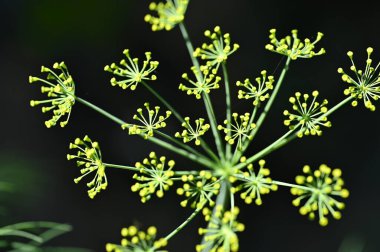 Bahçedeki güzel çiçekler