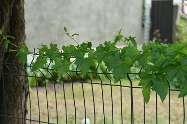 Bahçede yaprakları olan taze yeşil sarmaşık.