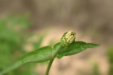 Bahçede yeşil yapraklar