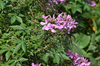 Bahçedeki çiçekler