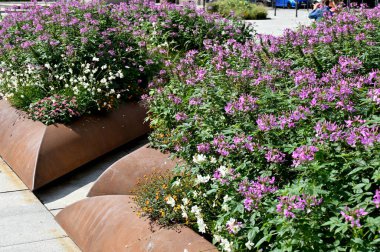 Gündüz vakti parkta güzel çiçeklerin yakın plan çekimi.