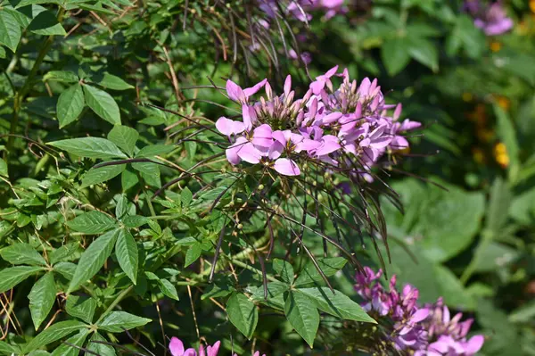 Bahçedeki çiçekler