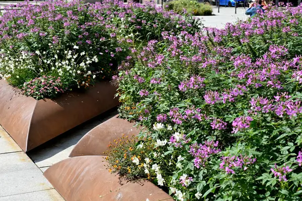 Gündüz vakti parkta güzel çiçeklerin yakın plan çekimi.