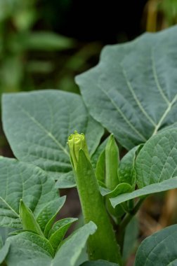 Bahçedeki yeşil fasulyeler