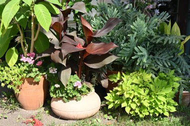 Bahçedeki güzel çiçekler