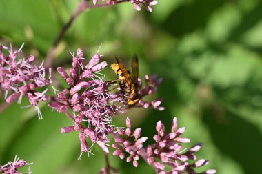 Güzel bir kelebeğe yaklaş